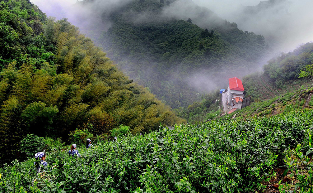 三大自主产权猴魁茶叶基地