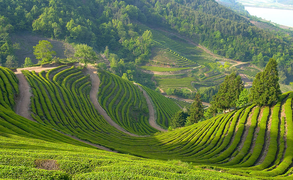三大自主产权猴魁茶叶基地
