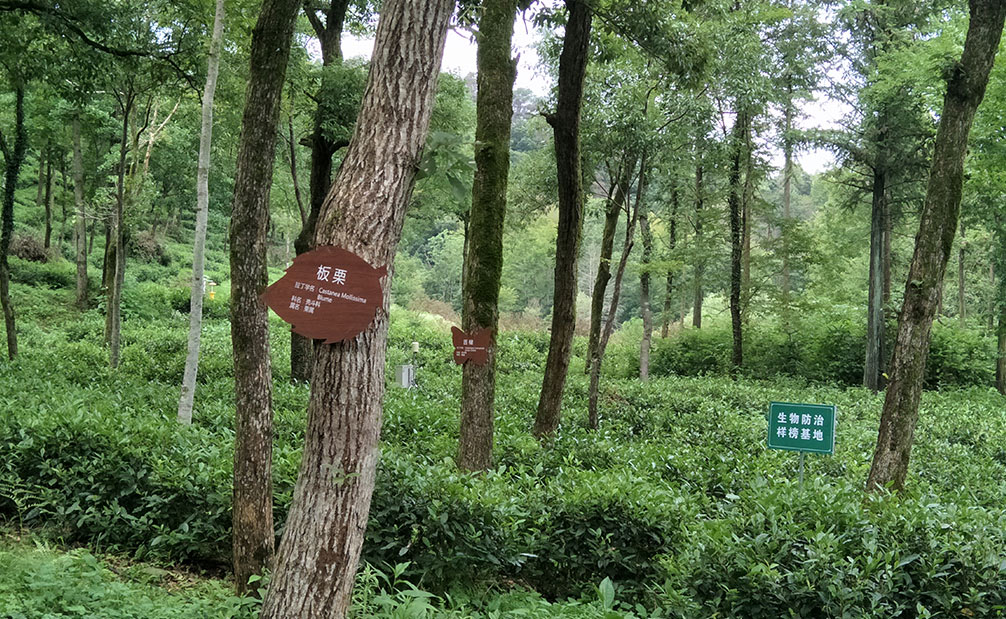 三大自主产权猴魁茶叶基地