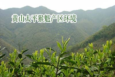 辨别优质正品太平猴魁.jpg