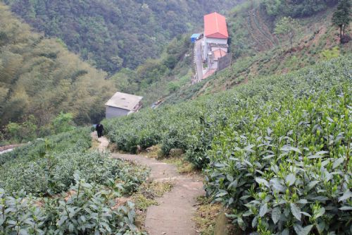 六百里猴村（猴坑范围）茶园基地.jpg