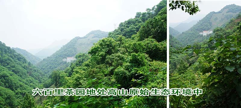 大师咏诗盛赞六百里太平猴魁.jpg