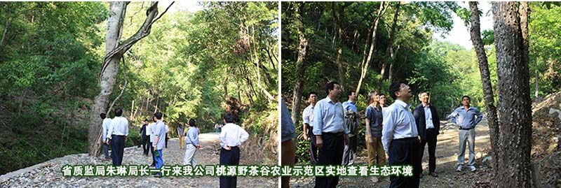 考察桃源野茶谷示范区.jpg