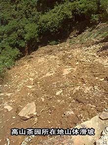区委书记视察六百里茶叶基地了解洪灾情况.jpg