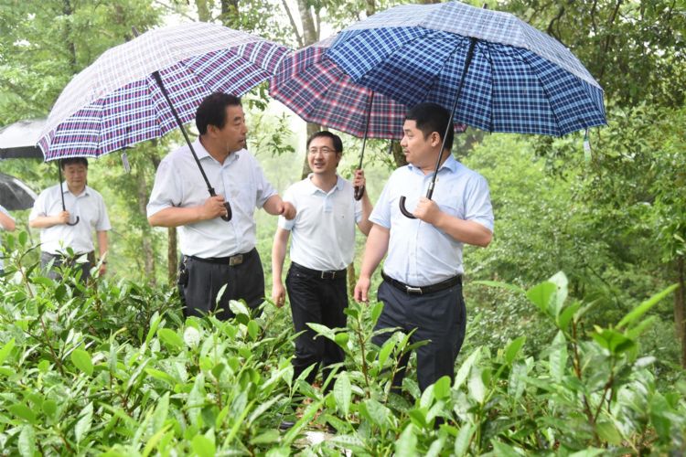 考察六百里茶业.jpg