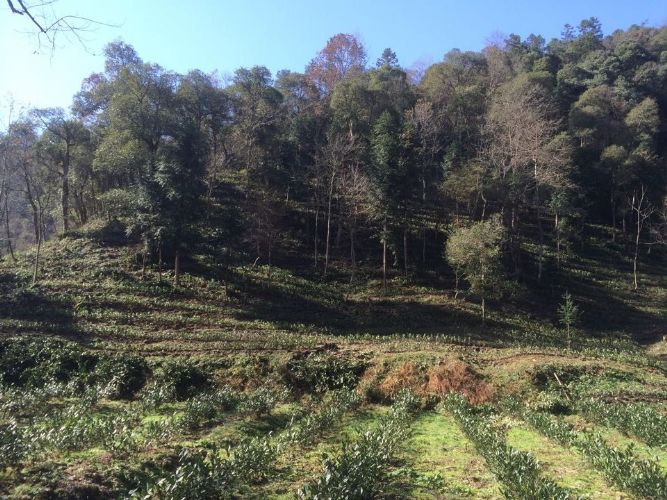 六百里茶业桃源万亩生态茶园.jpg